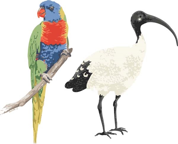 Birds.jpg
