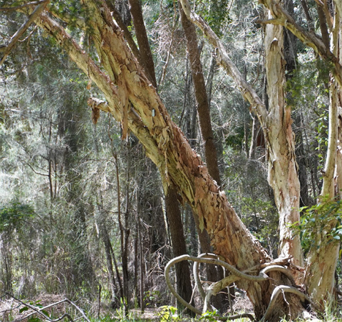 Melaleuca Cooks River - Strathfield Enduring Stories of Wanne.png