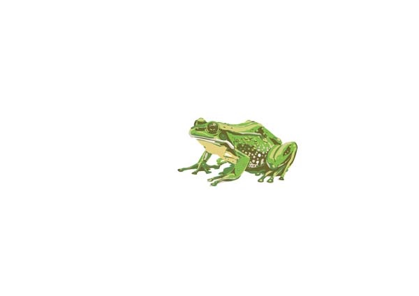 Frog-01_1.jpg