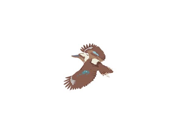 Kookaburra-01.jpg