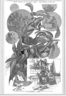 Australian-Town-and-Country-Journal-16-November-1895-p.33-cropped.jpg
