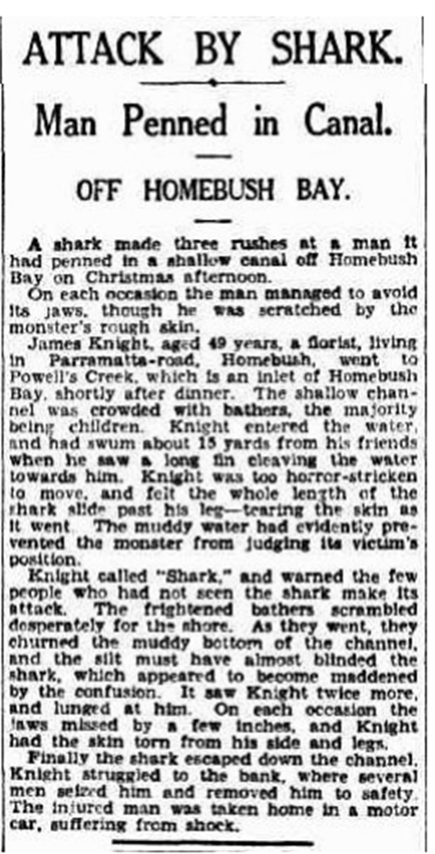 shark-encounter-article-1.png