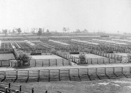 Homebush-Saleyards-c.1890-1910.jpg