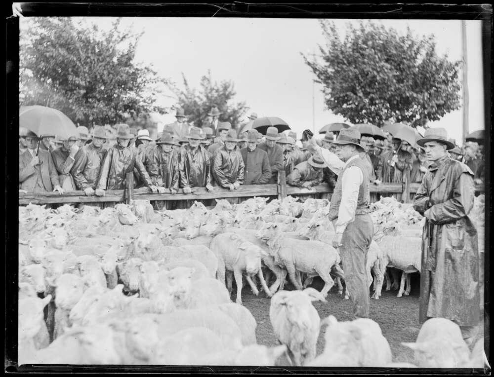 nla.obj-157560862-1-c.1925-bidding-for-sheep-saleyards-Homebush.-Fairfax.jpg