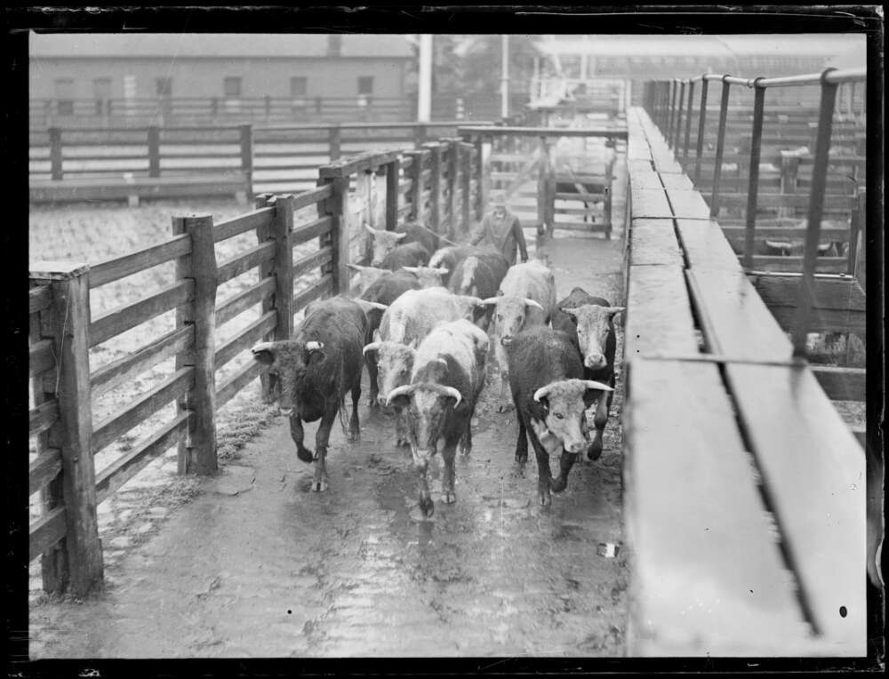 nla.obj-157561221-1.-Cattle-yards-Homebush-c.1925.-Fairfax.jpg