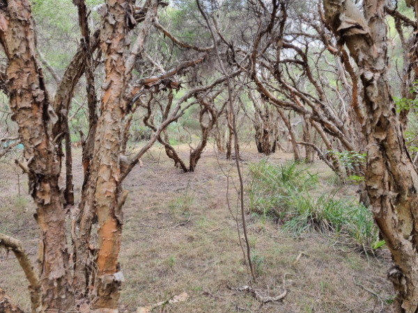 Strathfield Council Paperbark Trees