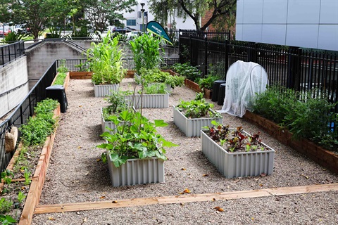 Garden-1